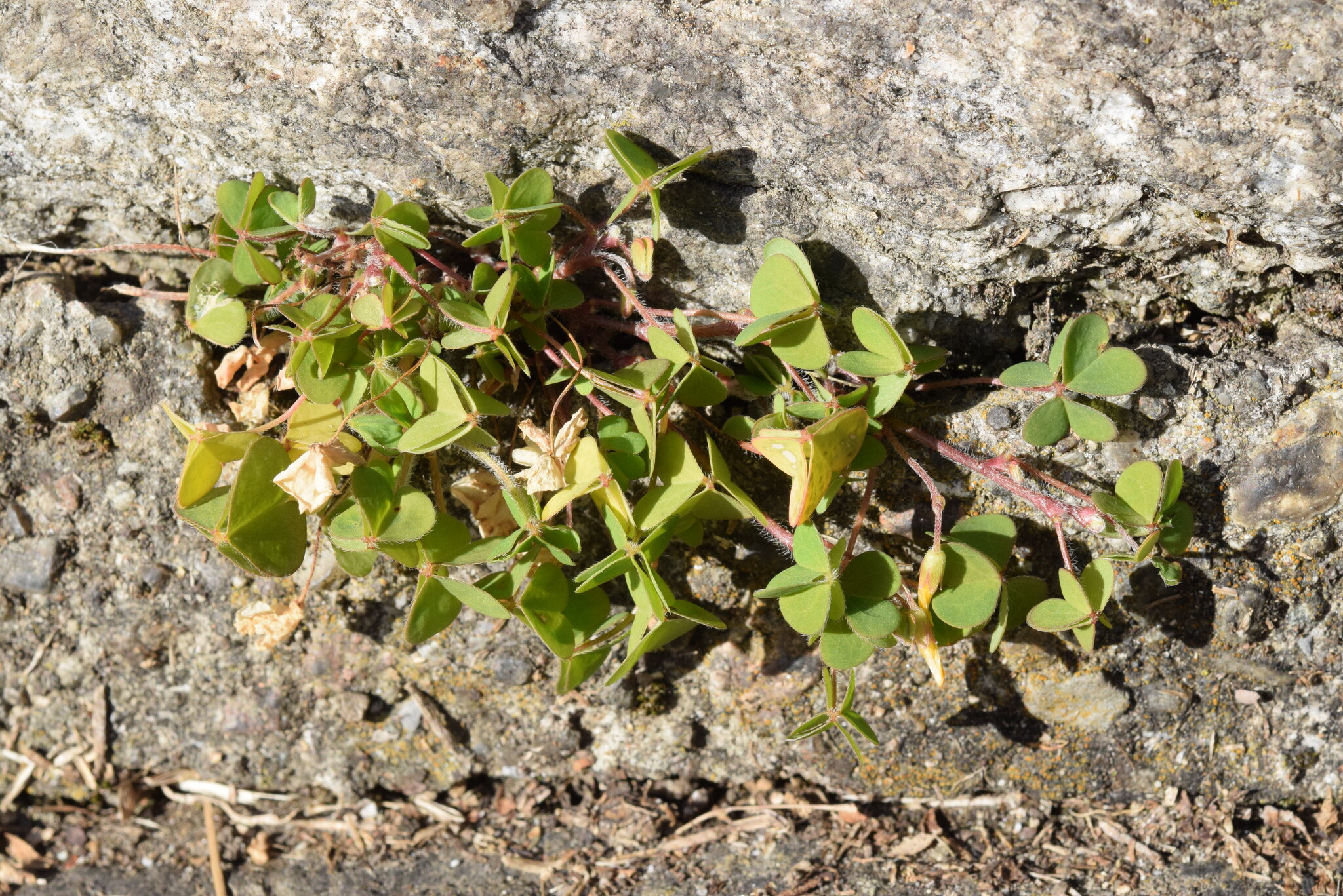 Creeping woodsorrel