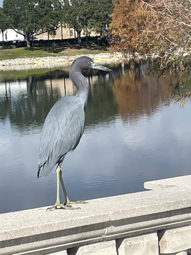 Little Blue Heron (Egretta caerulea), photo 8