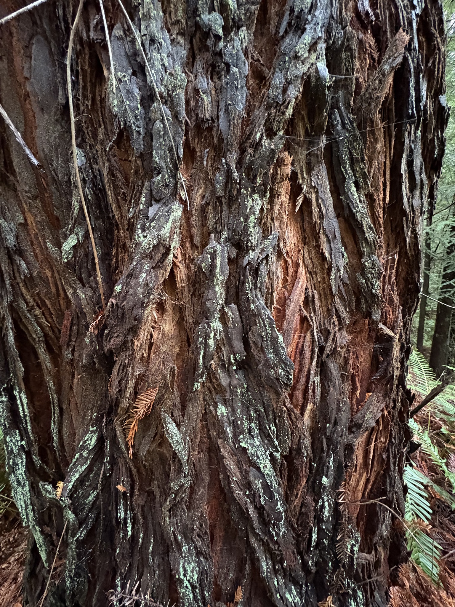 Imagem de sequoia