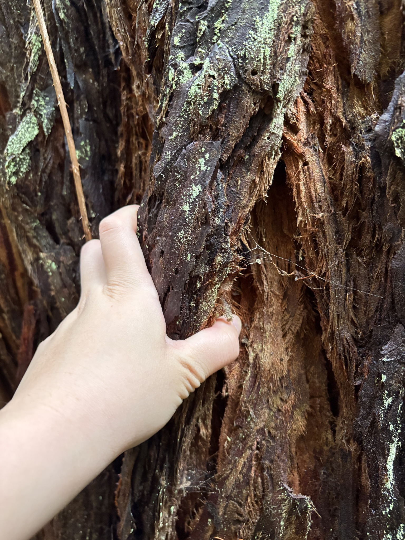 Imagem de sequoia