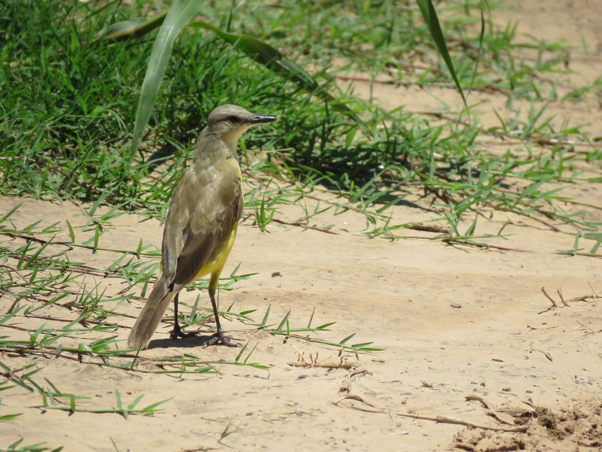 Cattle Tyrant (Machetornis rixosa), photo 4