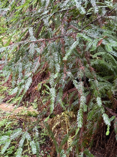 Foto de sequoia