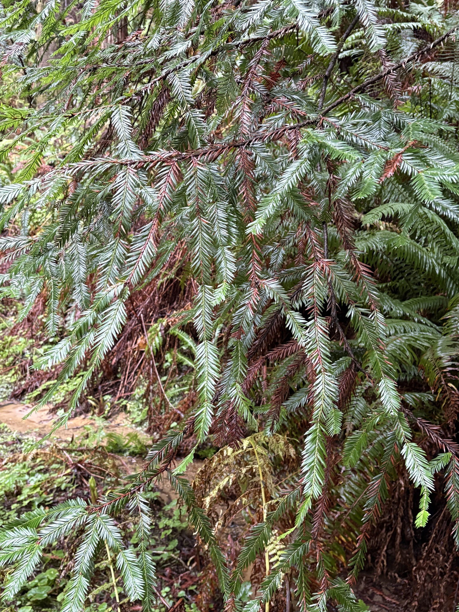 Imagem de sequoia
