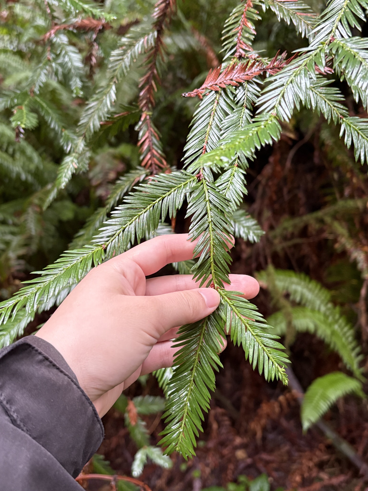 Imagem de sequoia