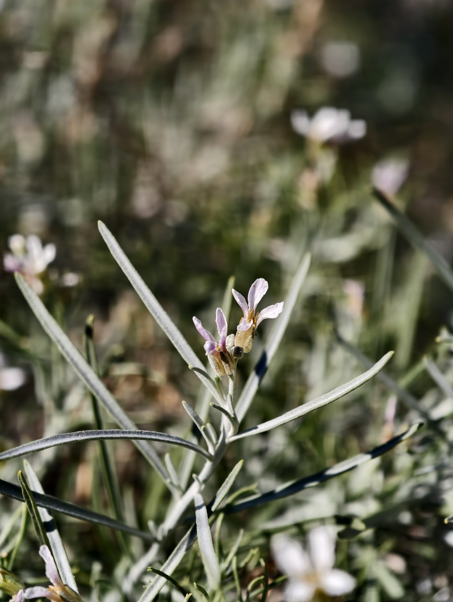 Parolinia intermedia