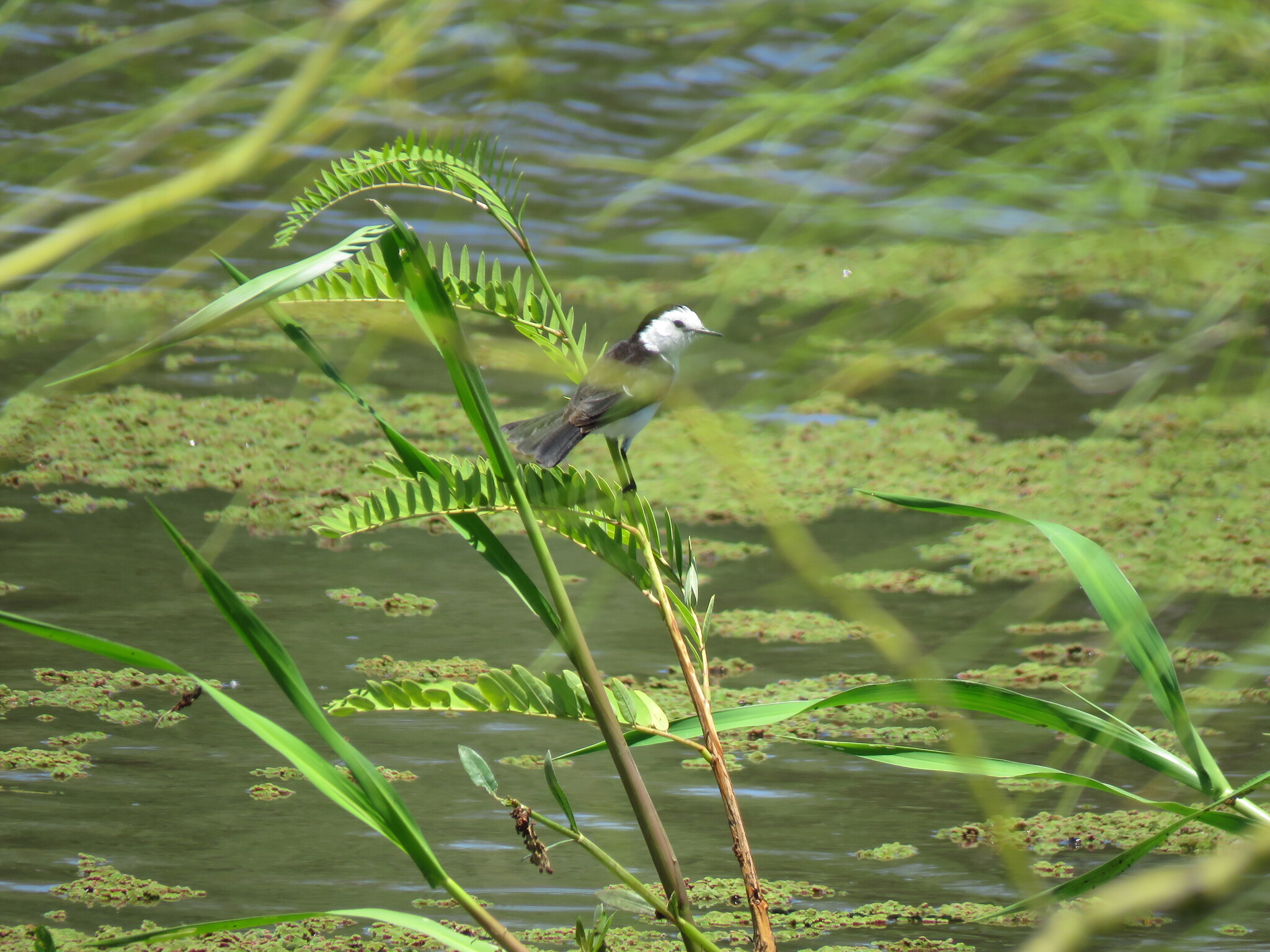 Pied Water Tyrant (Fluvicola pica), photo 1