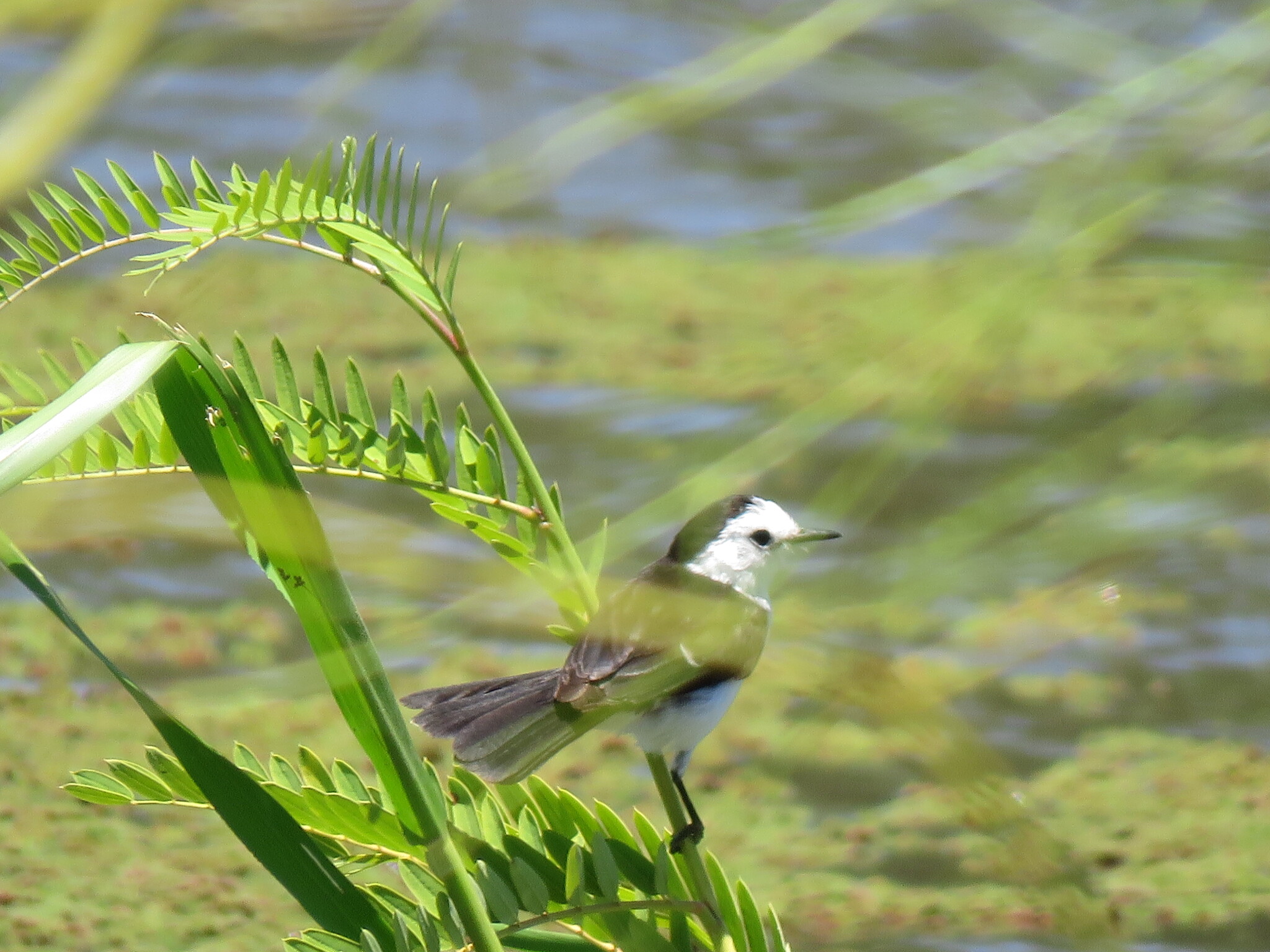 Pied Water Tyrant (Fluvicola pica), photo 2