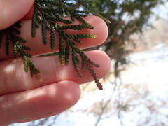 Pestalotiopsis funerea