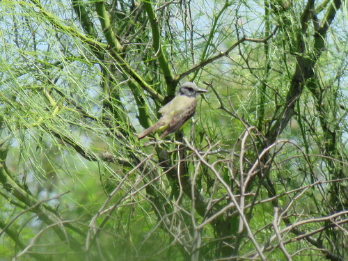 Tropical Kingbird (Tyrannus melancholicus), photo 5