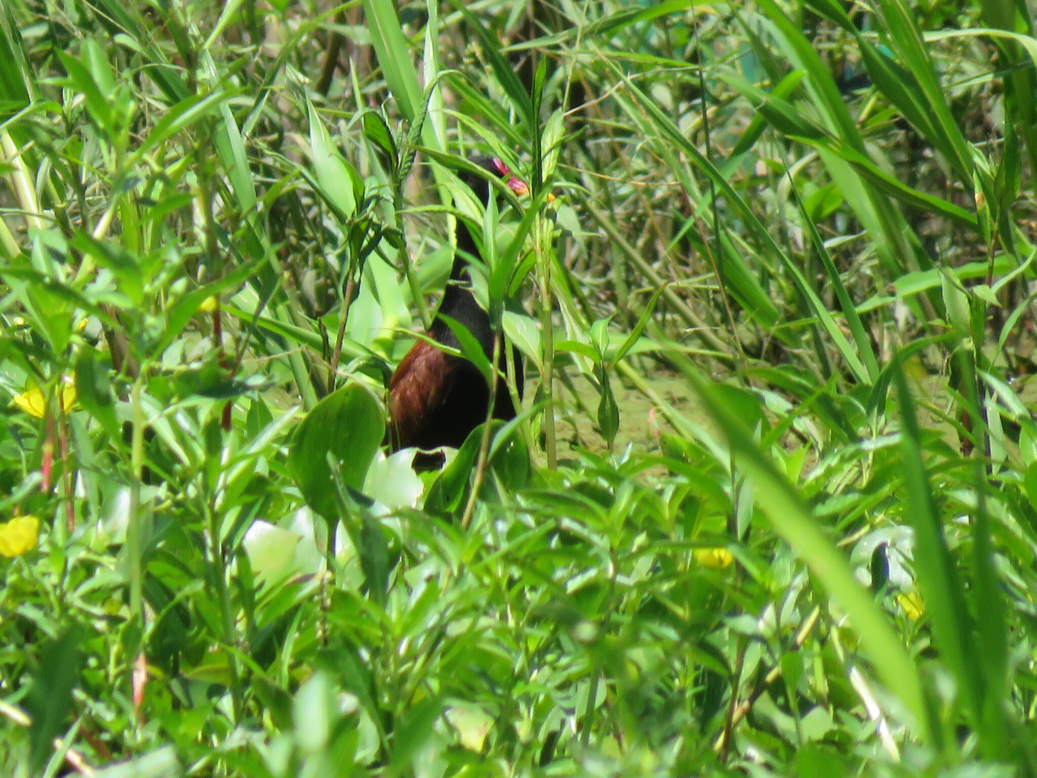 Wattled Jacana (Jacana jacana), photo 2