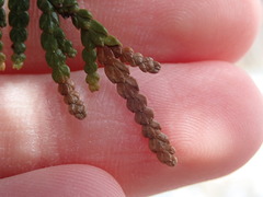 Pestalotiopsis funerea