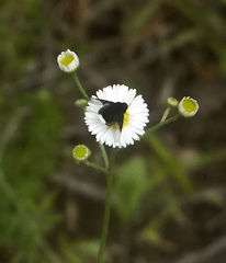 Ogcodocera leucoprocta