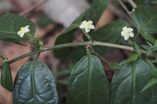 Matelea palustris, 2025-12-06