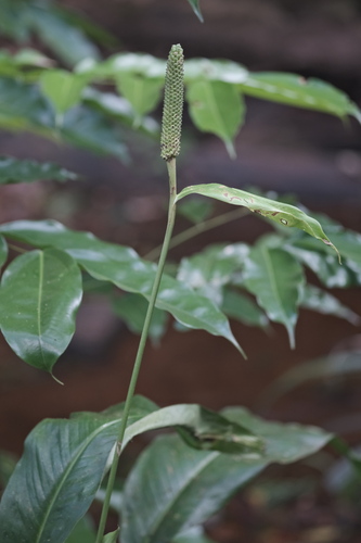 Spathiphyllum humboldtii (Spathiphyllum humboldtii)