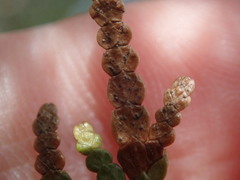 Pestalotiopsis funerea