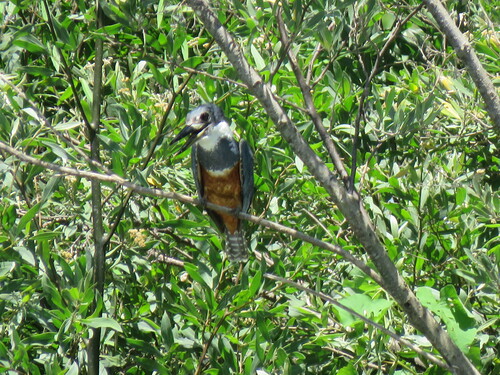 Ringed Kingfisher (Megaceryle torquata), photo 6