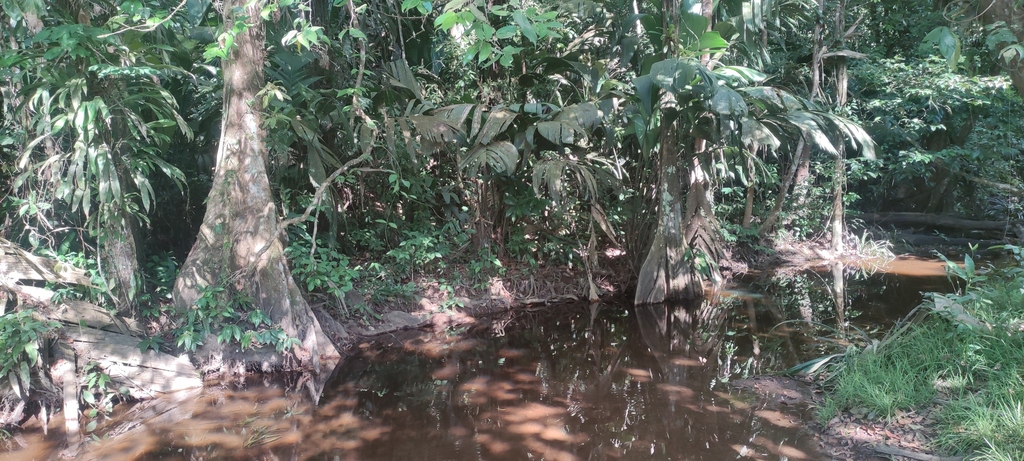 Manicaria saccifera; photograph (c) fmunoz, some rights reserved (CC BY)