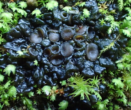 iNaturalist observation photo of Jelly Lichen