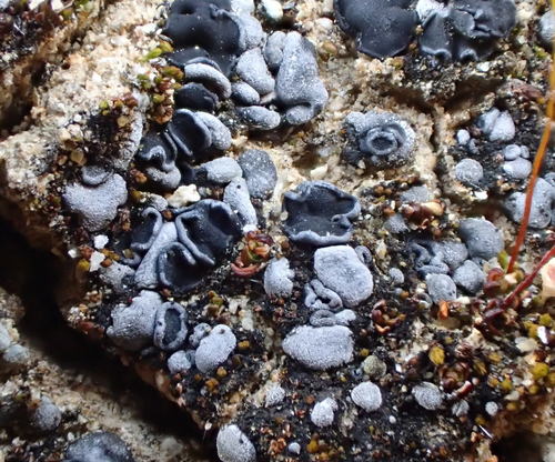 iNaturalist observation photo of Ascomycete Fungi