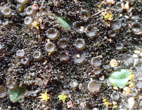iNaturalist observation photo of Collemataceae