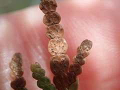 Pestalotiopsis funerea