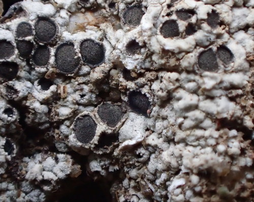 iNaturalist observation photo of Ascomycete Fungi