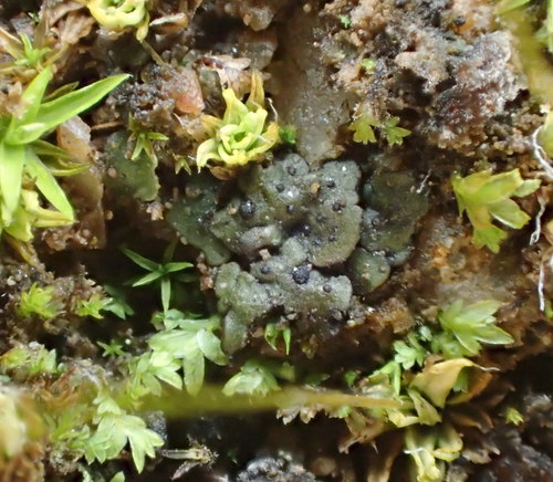 iNaturalist observation photo of Earthscale Lichens