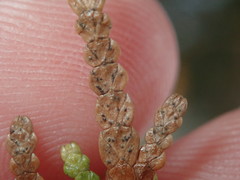 Pestalotiopsis funerea