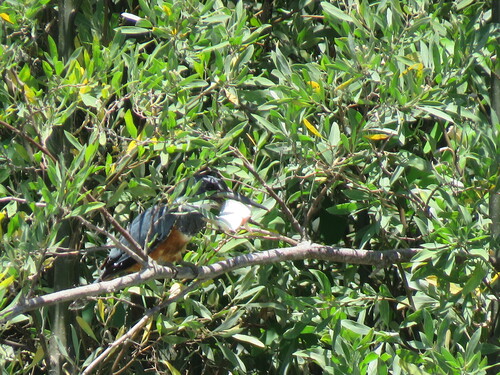 Ringed Kingfisher (Megaceryle torquata), photo 5