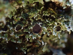 Physconia americana