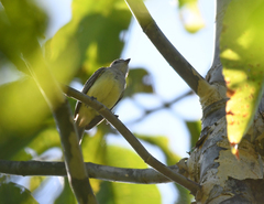 Myiopagis gaimardii