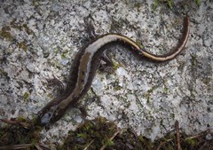 Ambystoma macrodactylum macrodactylum