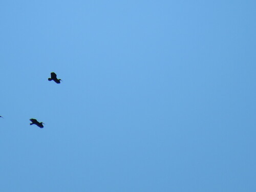 Bare-faced Ibis (Phimosus infuscatus), photo 7