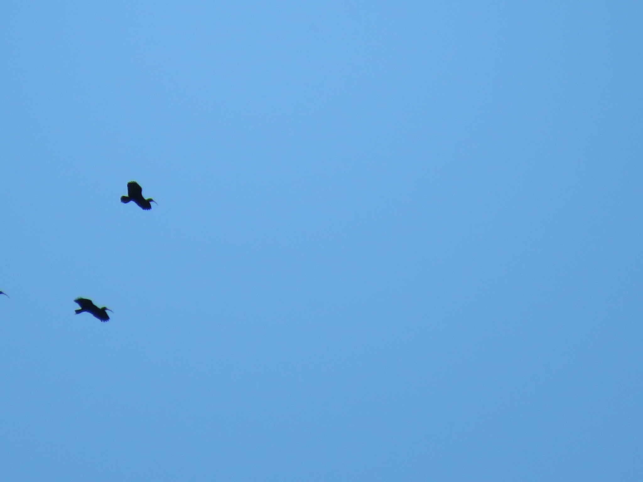 Bare-faced Ibis (Phimosus infuscatus), photo 7