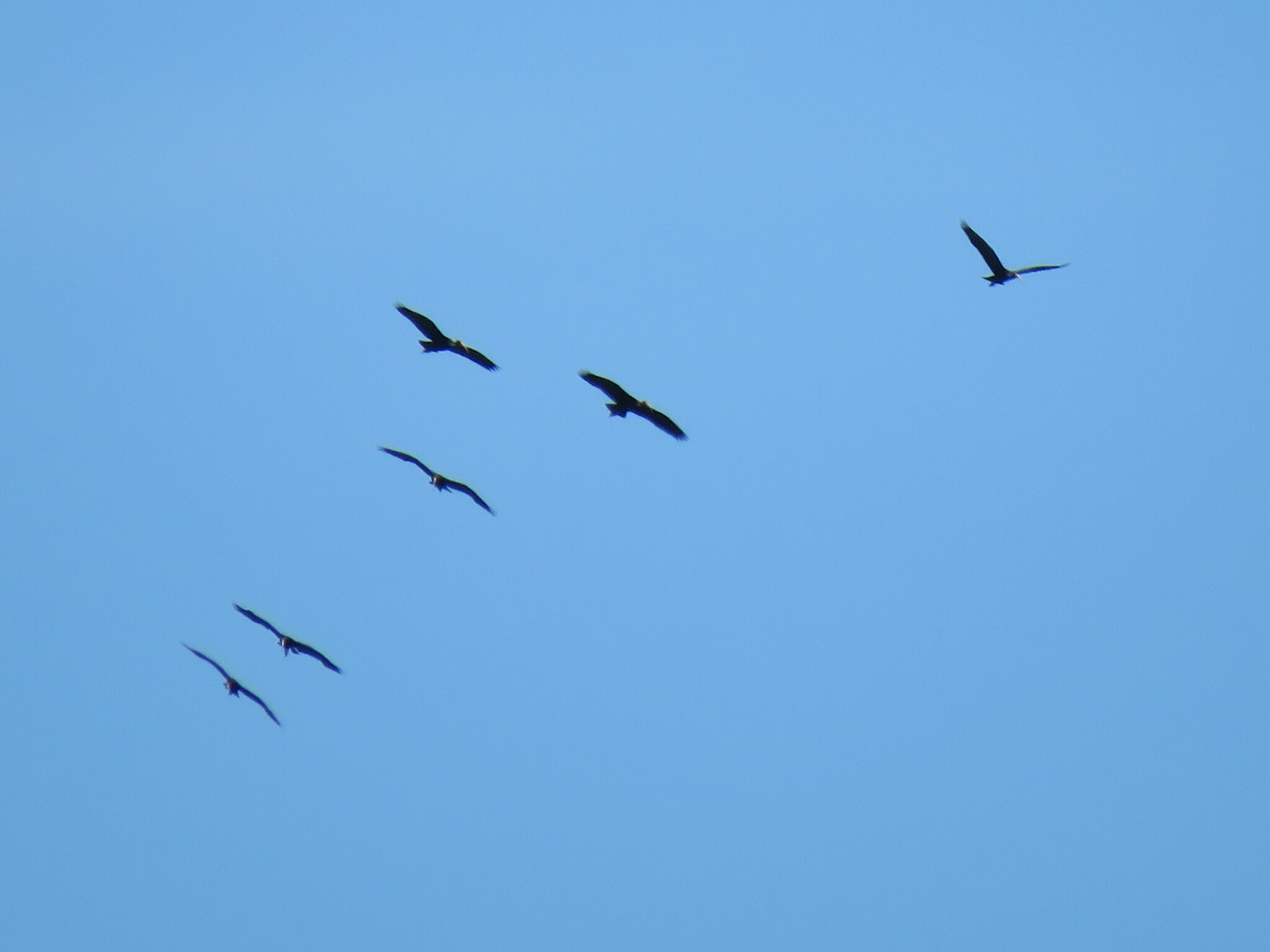 Bare-faced Ibis (Phimosus infuscatus), photo 8