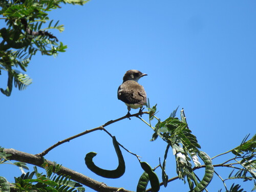 Brown-chested Martin (Progne tapera), photo 2