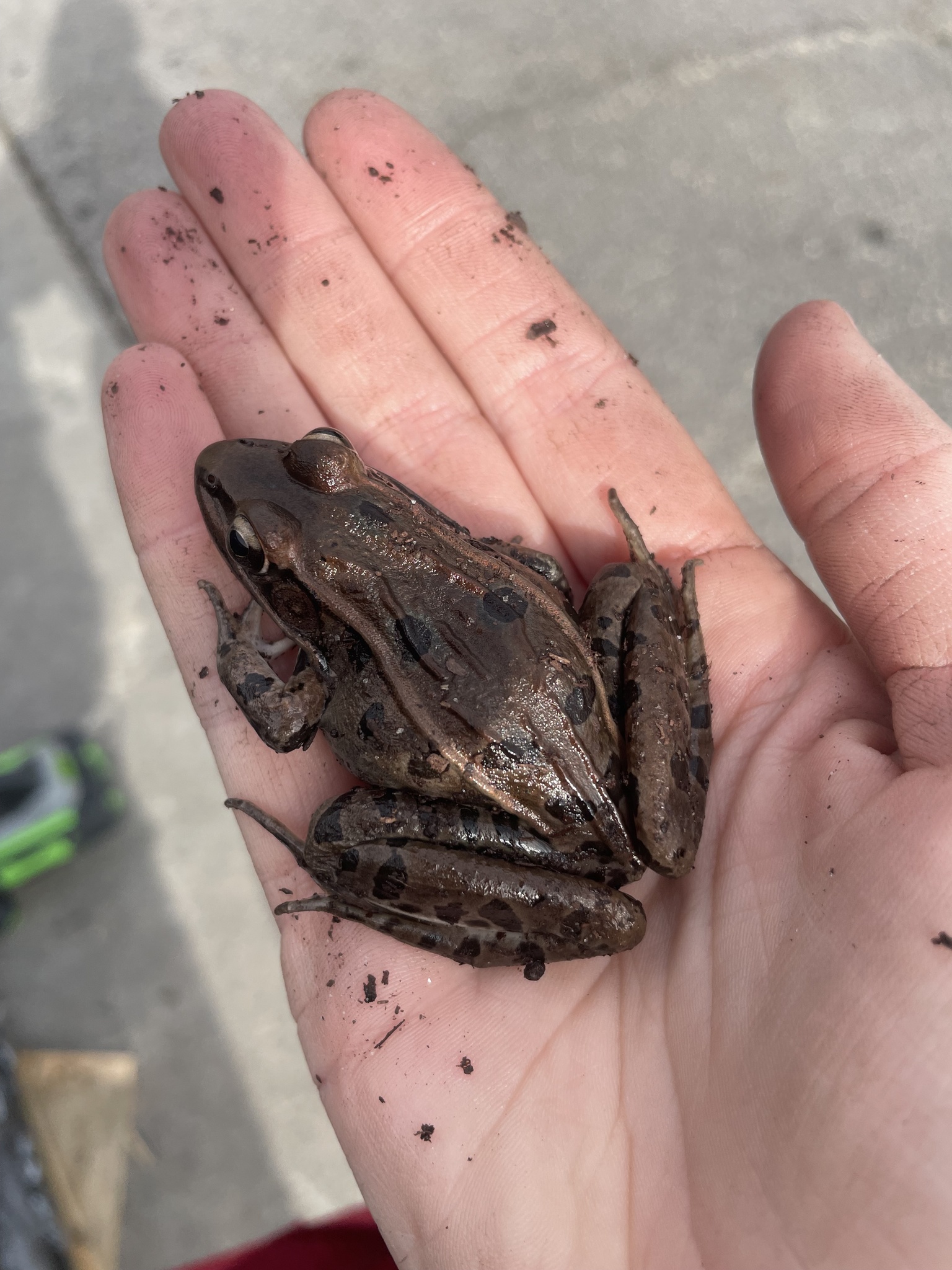 Lithobates sphenocephalus (Cope, 1886)