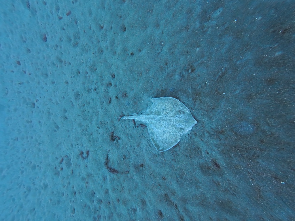 Undulate ray resting on open sand, photographed from a distance