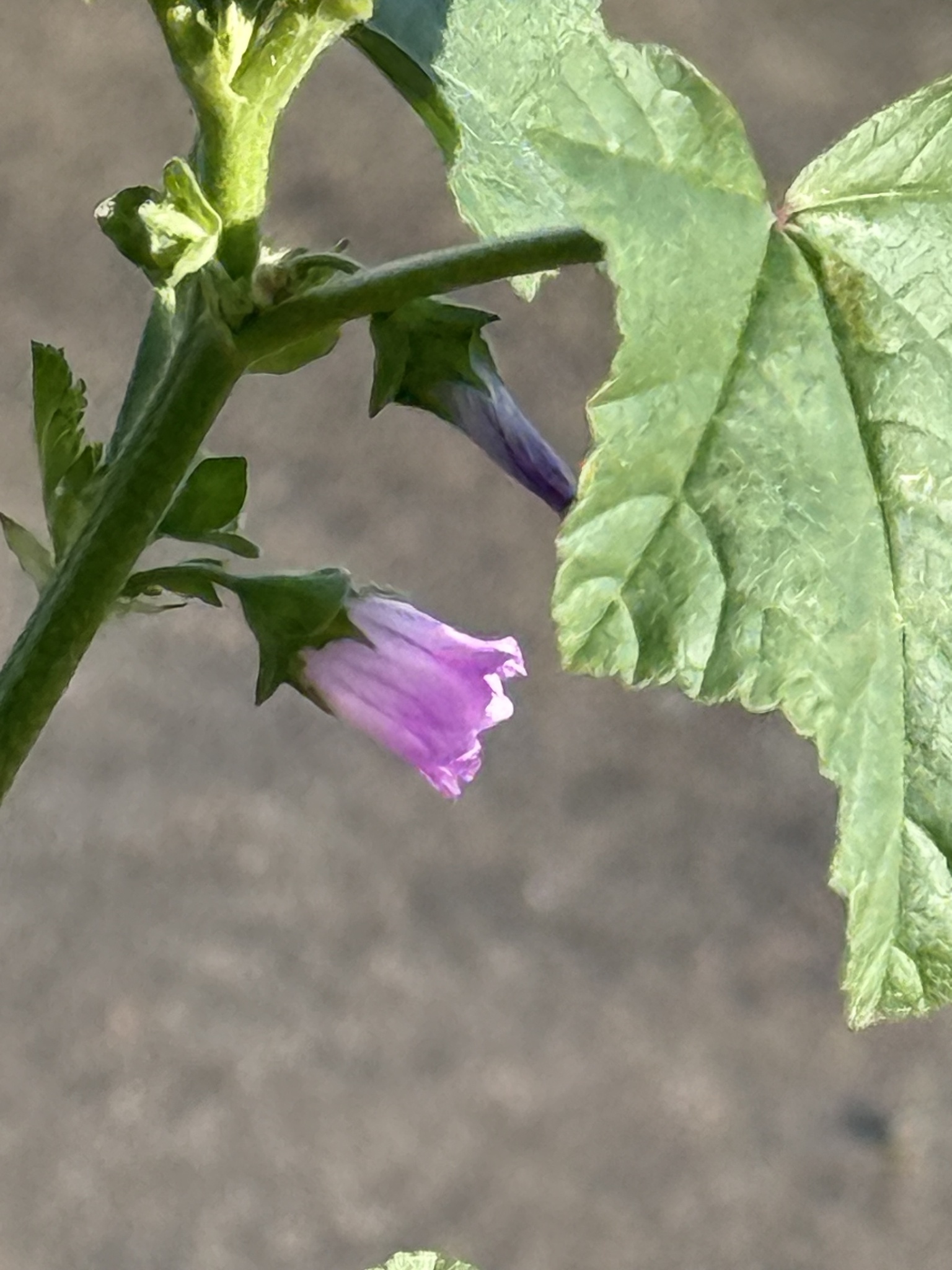 Malva tree mallow
