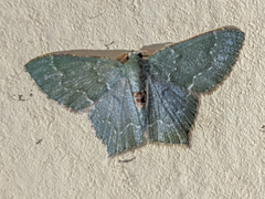 Chloropteryx