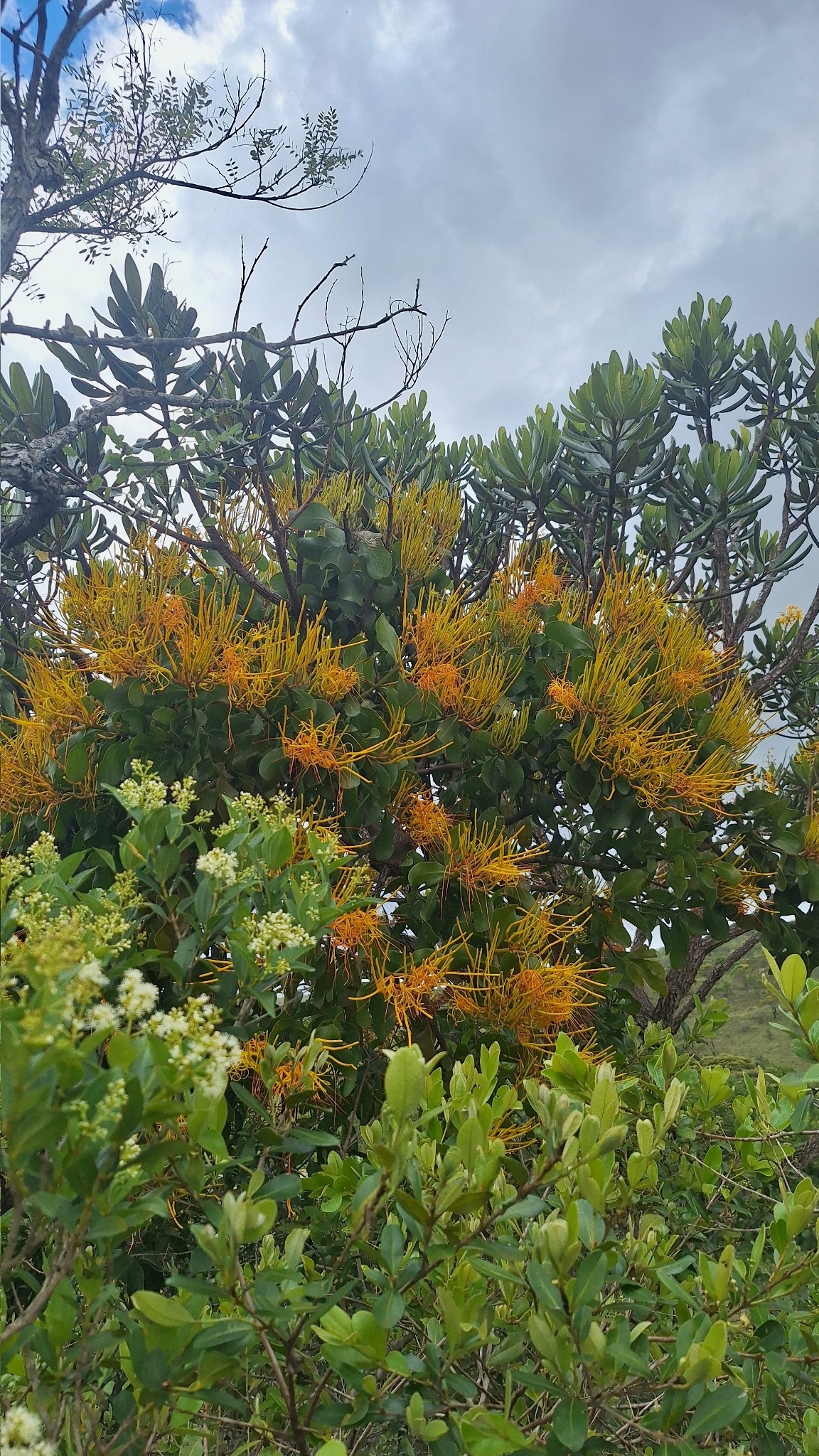 Psittacanthus robustus