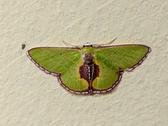 Synchlora amplimaculata