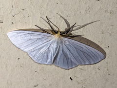 Xenosoma dubia