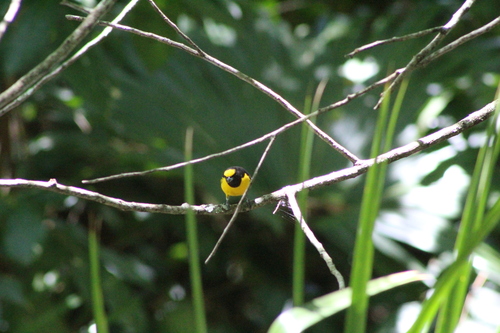 Purple-throated Euphonia (Euphonia chlorotica), photo 2