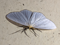 Xenosoma dubia