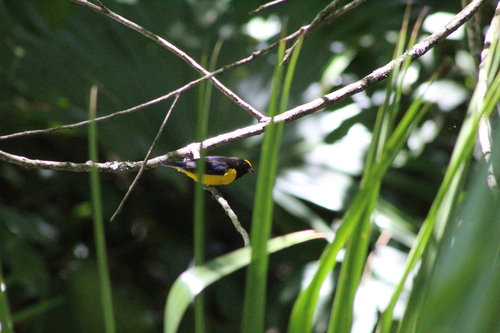 Purple-throated Euphonia (Euphonia chlorotica), photo 3