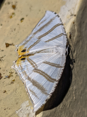 Epiplema albipennaria