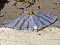 Epiplema albipennaria