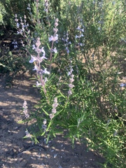 Salvia brandegeei
