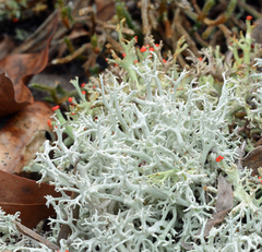 Cladonia submitis